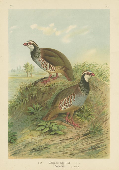 Red-Legged Partridge Pair, Antique Bird Chromolithograph, Caccabis Rufa c.1880, close-up 1