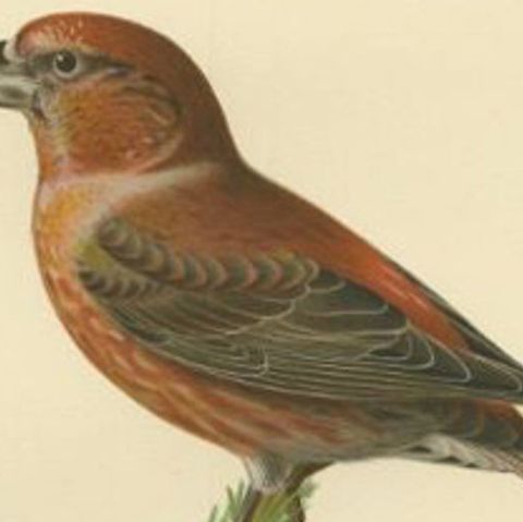 Decorative Antique Bird Print of the Parrot Crossbill, 1927, close-up 1