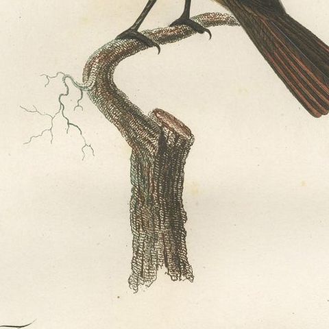 Antique Bird Print of a Tyrant Flycatcher by Vieillot, 1807, close-up 2