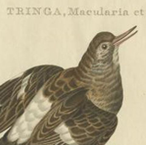 Antique Bird Print of the Spotted Sandpiper by Sepp & Nozeman, 1797, close-up 1