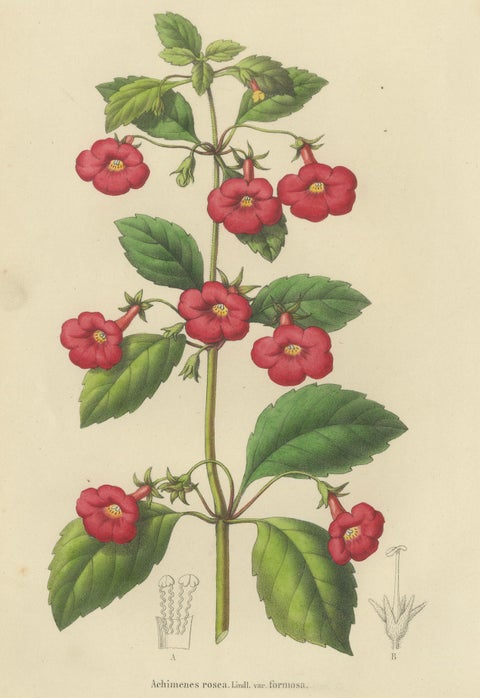Red Achimenes Flower Botanical Lithograph, Charles Morren, 1845, close-up 1
