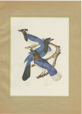 Jays, Brazilian Bird Print, Descourtilz, 1944, view 2