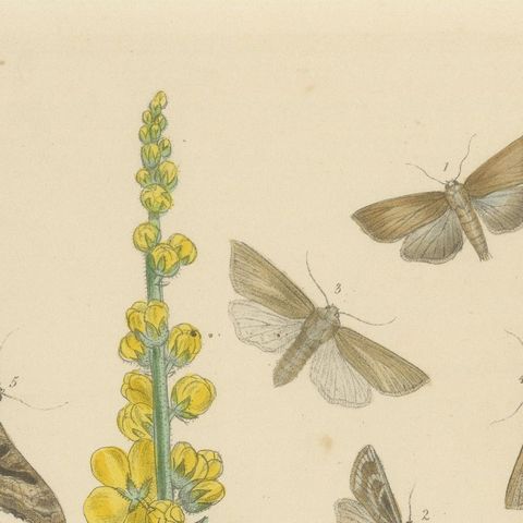 British Moths and Caterpillars on Mullein, Humphreys & Westwood, 1845, close-up 5