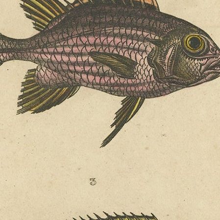 Antique Print of the Crowned Squirrelfish and Other Fish Species, 1844, close-up 2