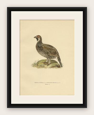 Antique Bird Print of the Black Grouse, 1929, shown framed