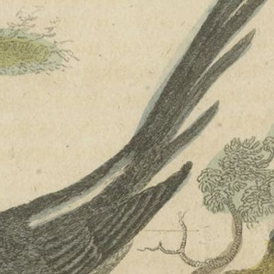 Original Antique Print of a Goatsucker, a Nightjar and Other Birds, 1821, close-up 1