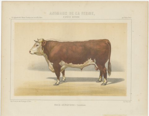 Hereford Bull, British Cattle Chromolithograph from Animaux de la Ferme, 1863, view 2