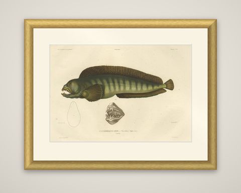 Stunning Hand-Colored Antique Print of the Atlantic Wolffish or Devil Fish, 1842, shown framed