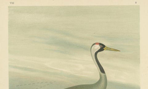 Majestic Common Crane in Wetland Landscape, Antique Bird Chromolithograph, 1880, close-up 3