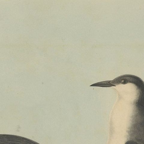Rare Large Antique Bird Print Depicting Xantus's Murrlets, 1869, close-up 2