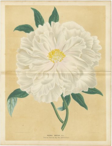 White Tree Peony Princesse Marie des Pays Bas, Paeonia Moutan, 1858, view 2