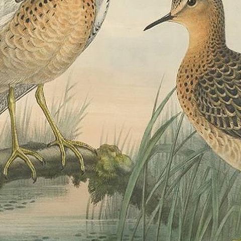 Antique Bird Print of the Buff-Breasted Sandpipe by J. Gould, circa 1870, close-up 2