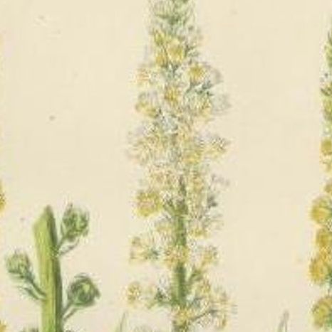 Antique Botany Print of Dyers Rocket Yellow Weed, C.1860, close-up 1