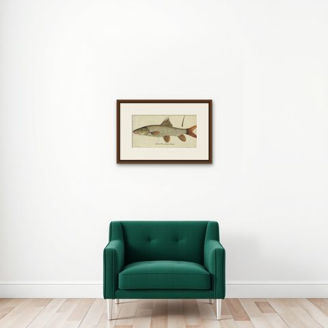 Antique Fish Print 'Cyprinus Barbus' or Common Barbel, 1785, shown framed on a wall