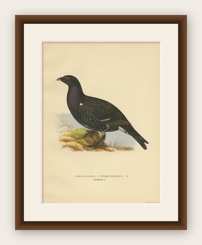 Antique Bird Print of the Black Grouse 'Male' by Von Wright, 1929, shown framed
