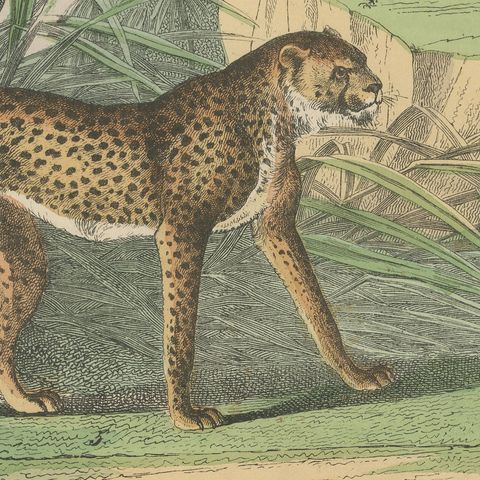 Antique Lion, Jaguar, Leopard and Cheetah Print, Big Cats by Kolb, circa 1890, close-up 6