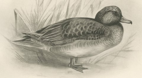 Female Pintail and a Brown Plumaged Duck after Lilian Medland, c. 1909, close-up 2