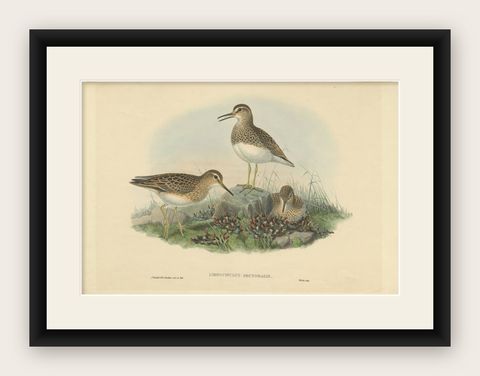 Antique Bird Print of The Pectoral Sandpiper by Gould, c.1870, shown framed