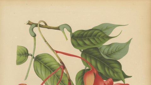 Original Antique Botanical Chromolithograph of Pride of Burma, c. 1880, close-up 4