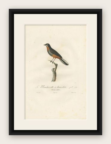 Antique Bird Print of a Whiskered Fantail by Vieillot '1807', shown framed