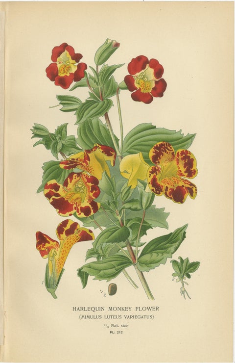 1897 Botanical Prints, Beard-Tongue, Collinsia, Zaluzianskya, and Monkey Flower, view 5