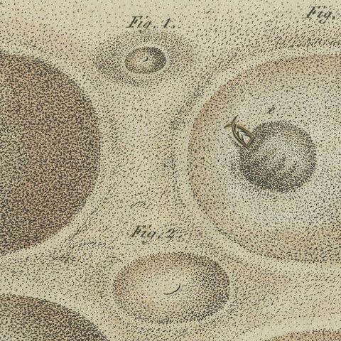 Antique Print of a Lion Ant creating a Funnel Shaped Trap in Sand, close-up 3