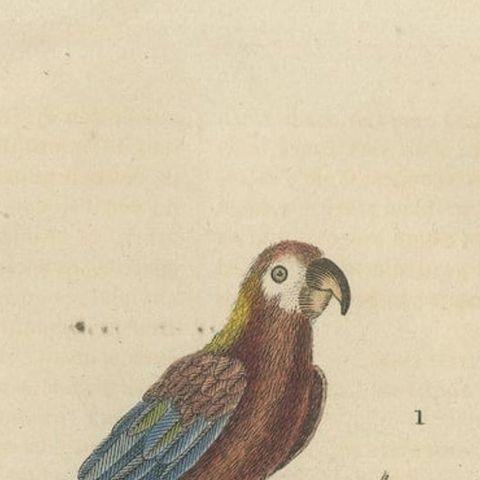 Bird Print of the Ara Tricolore, the Black Sunbird and a female Argus Pheasant, close-up 2