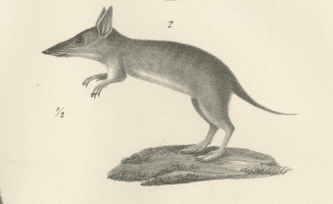 Rare 19th-Century Lithograph of Marsupials Showing the Potoroo and Kangaroo Rat, close-up 3