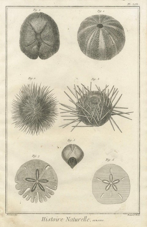Set of Three Engravings of Sea Urchins and Marine Life by Diderot, ca.1770, close-up 3