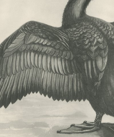Crested Shag Drying Its Wings on a Rock after Lilian Medland, c. 1909, close-up 2