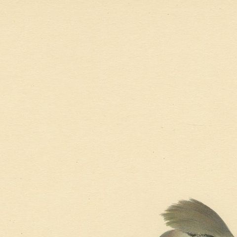 Ampelis Garrulus - Hand-colored Bohemian Waxwing Lithograph, 1927, close-up 5