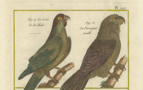 Exotic Parrots from the 18th Century: Hand-Colored Engraving by Robert Benard, close-up 2