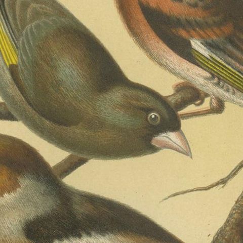 Antique Bird Print of Greenfinch, Haw Finch, Mountain Finch and Chaffinch, close-up 2