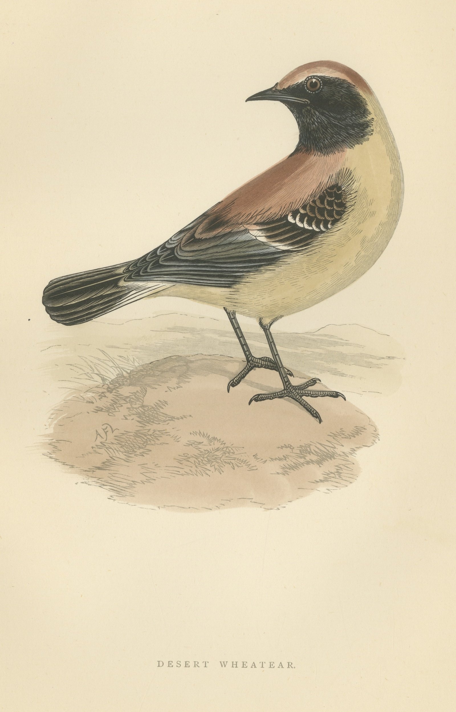 Desert Wheatear Looking Back on Sand, Hand Colored Bird Print, 1896