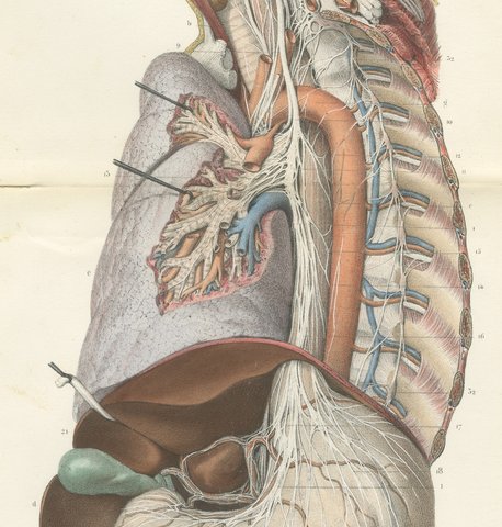 Vagus and Sympathetic Nerves of the Trunk, Hirschfeld Double Folding Plate, 1866, view 4