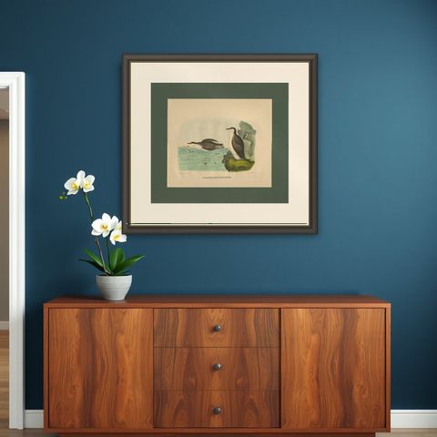 Antique Bird Print of Xantus's Murrlets Made after D.G. Elliot, 1869, shown framed on a wall
