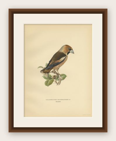 Antique Bird Print of the Hawfinch by Von Wright, 1927, shown framed