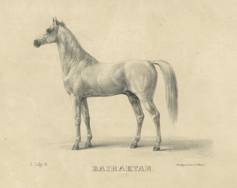 Antique Arabian Horse Lithograph “Bairaktar” by August Jäger, 1846, close-up 1