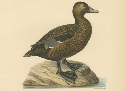 Antique Steller’s Eider Duck Lithographs, Male and Female Pair, Sweden 1929, close-up 3