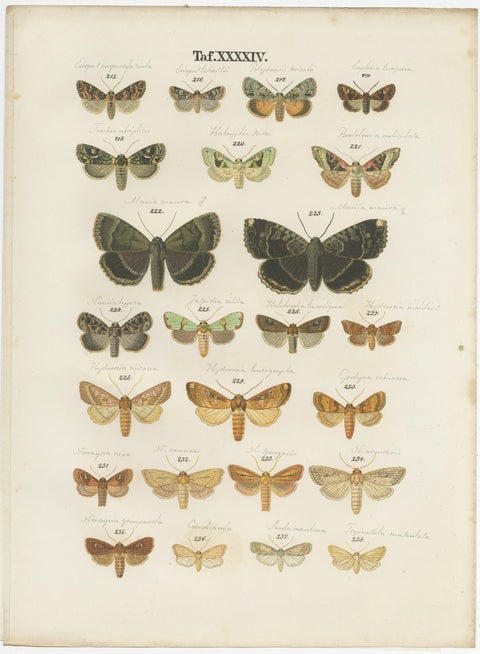 Set of 5 Antique Prints of Various Butterflies and Moths by Ramann, circa 1870, view 5