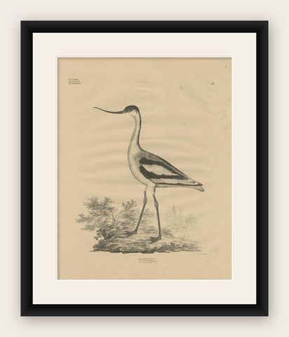 Antique Bird Print of the Pied Avocet by Goldfuss, circa 1824, shown framed