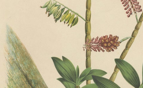 Orchid Splendor: Big Chromolithographic Legacy from the Dutch East Indies, 1854, close-up 2