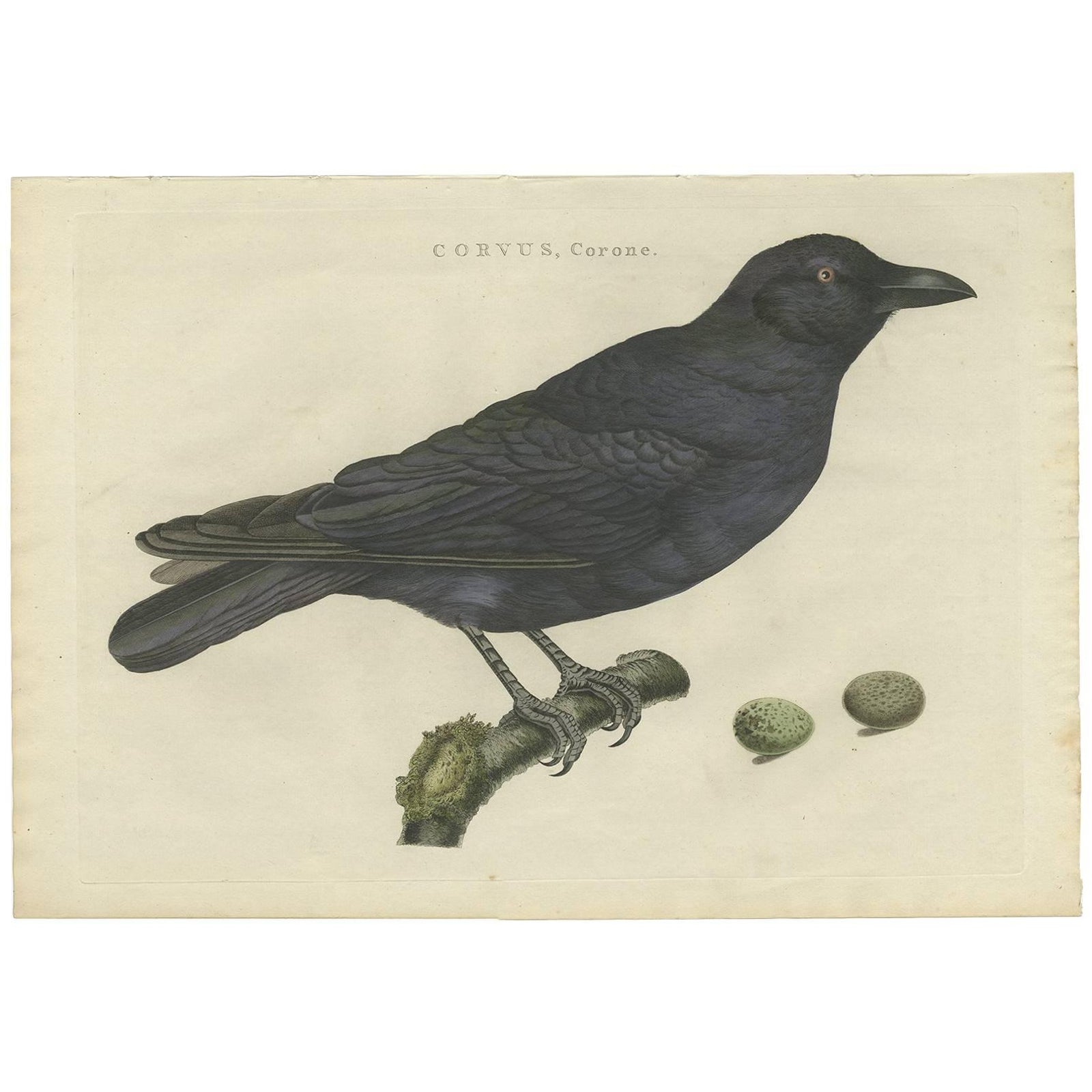 Carrion Crow with Eggs, Hand-Coloured Engraving from Nozeman, 1797