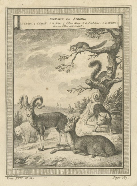 Antique Engraving of Animals of Siberia, 1768, close-up 1