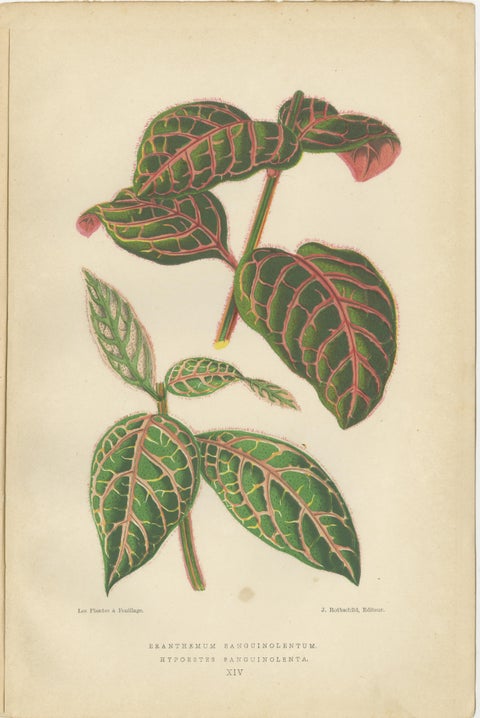 Botanical Elegance: Masterpieces of Victorian Horticulture, Published in 1880, view 2