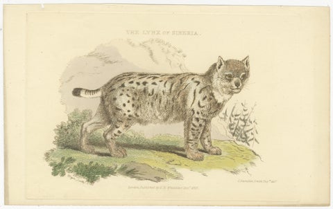 Antique Print with Hand Coloring of a Siberian Lynx, view 2