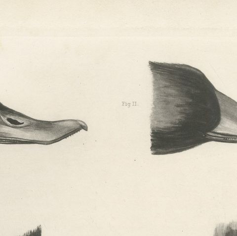 Bills and Feet of the Wildfowl, circa 1909, close-up 2