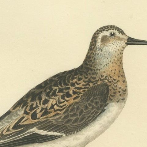 Seasonal Plumage of the Sanderling: Selby's Ornithological Study, 1826, close-up 4