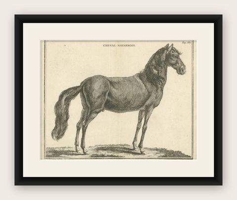 Antique Print of a Navarrin Horse by Fessard, 1819, shown framed
