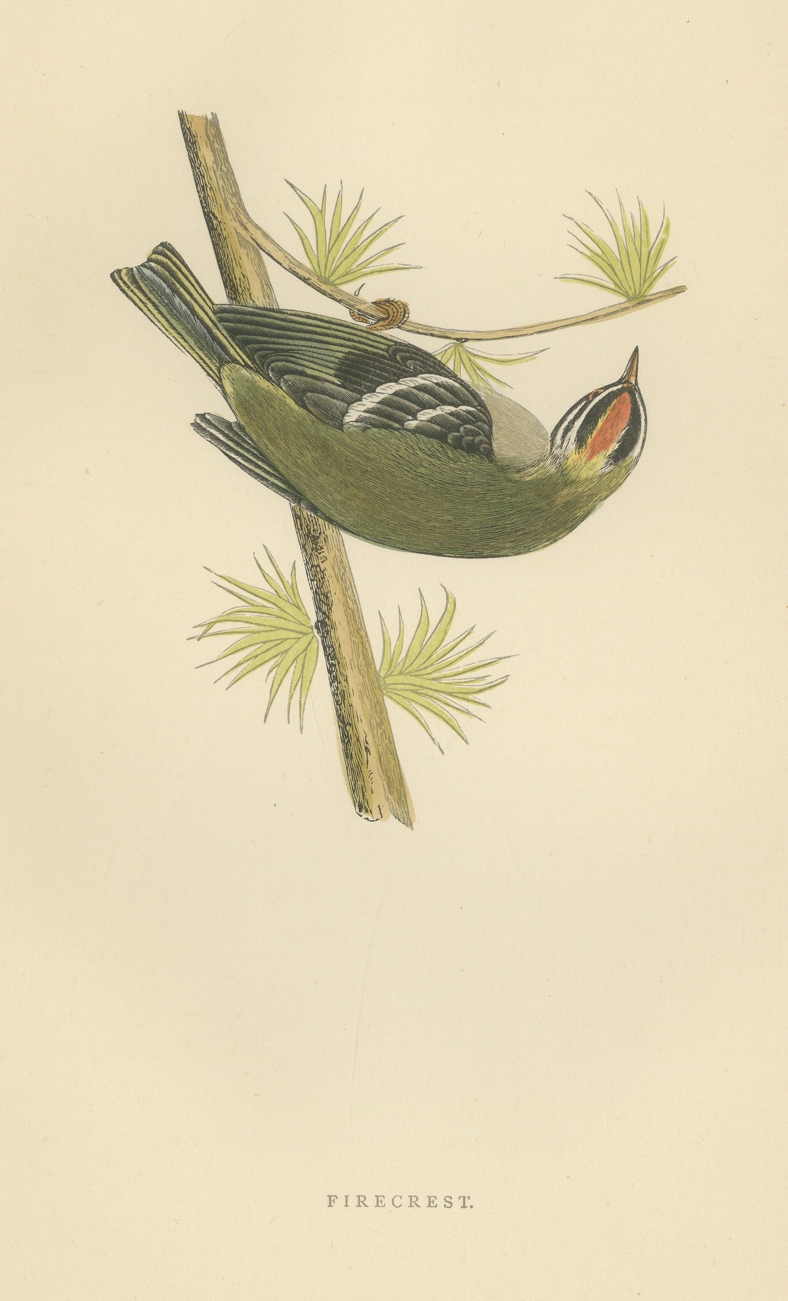 Firecrest Hanging Upside Down from a Conifer Twig, Bird Print, Morris, 1896